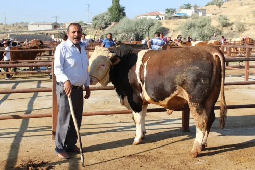 HAYVAN PAZARI