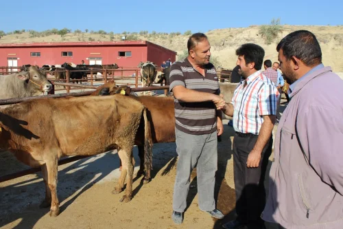 HAYVAN PAZARI
